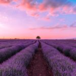 Lavender fields at sunset Provence France lone tree purple landscape