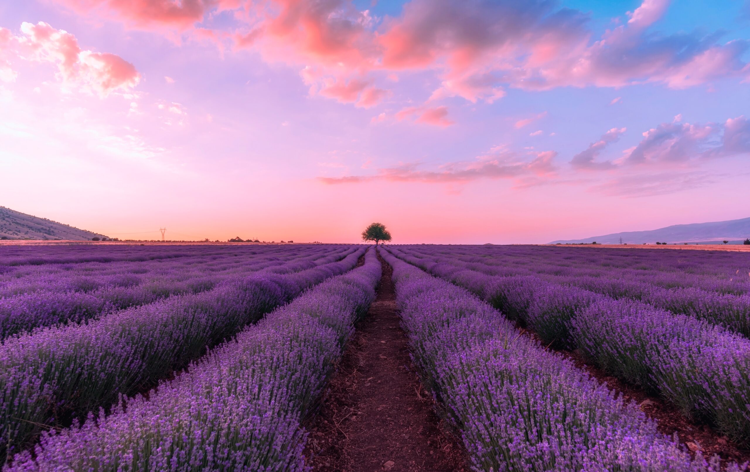 Lavender fields at sunset Provence France lone tree purple landscape