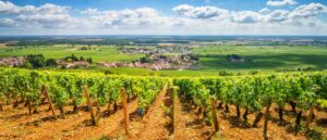 Rows of grapevines on golden soil overlooking a Burgundy village and vast green plains on a luxury Burgundy wine tour, France
