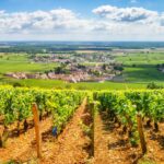 Rows of grapevines on golden soil overlooking a traditional Burgundy village and vast green patchwork plains under a blue sky with white clouds, France