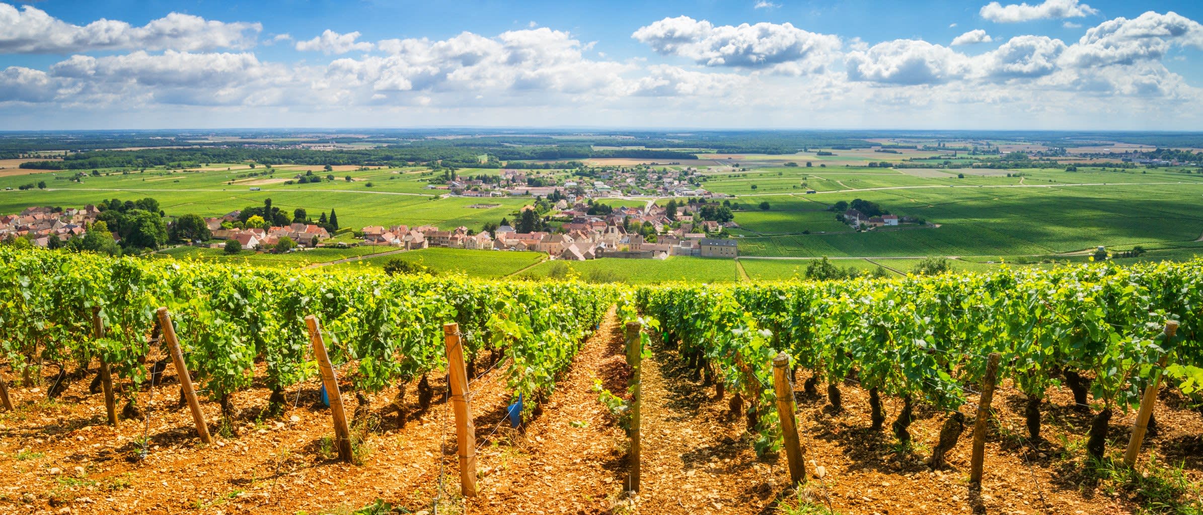 Rows of grapevines on golden soil overlooking a traditional Burgundy village and vast green patchwork plains under a blue sky with white clouds, France