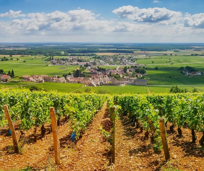 Côte de Nuits Grand Cru vineyards in Burgundy, France