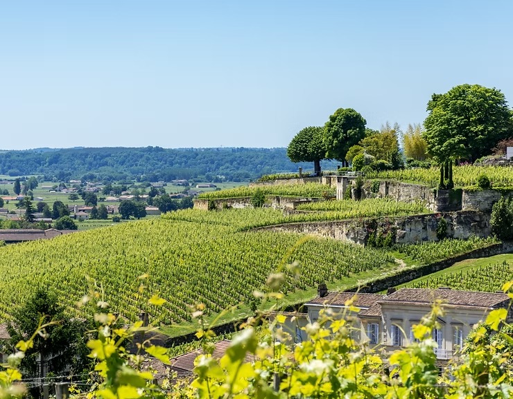 Bordeaux right bank vineyard and château in Saint-Émilion