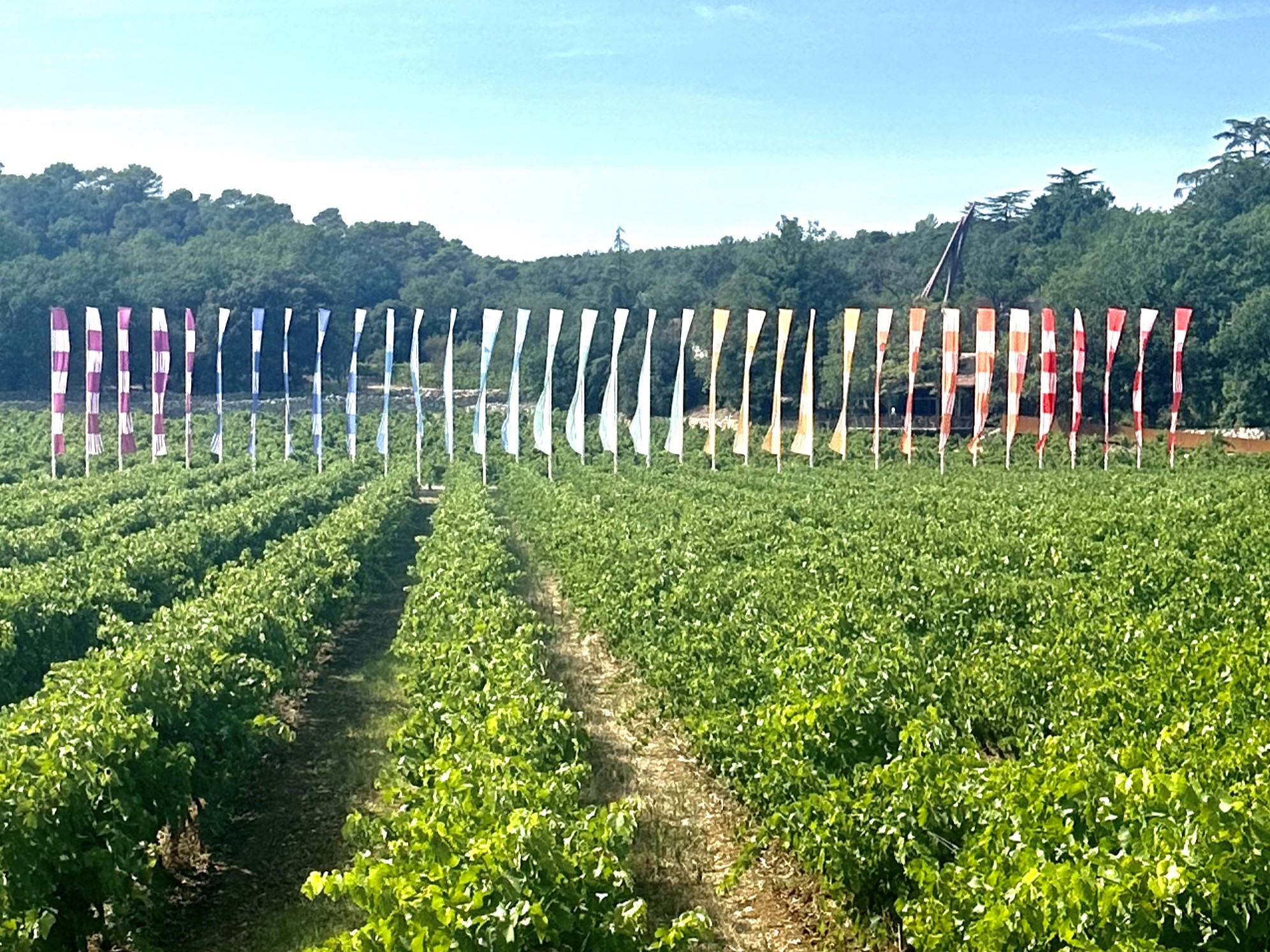 Commanderie de Peyrassol Provence vineyard with colourful flags lining the vine rows on a luxury Provence tour, France